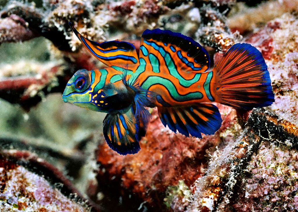 fish. Common Name: Mandarin Fish,